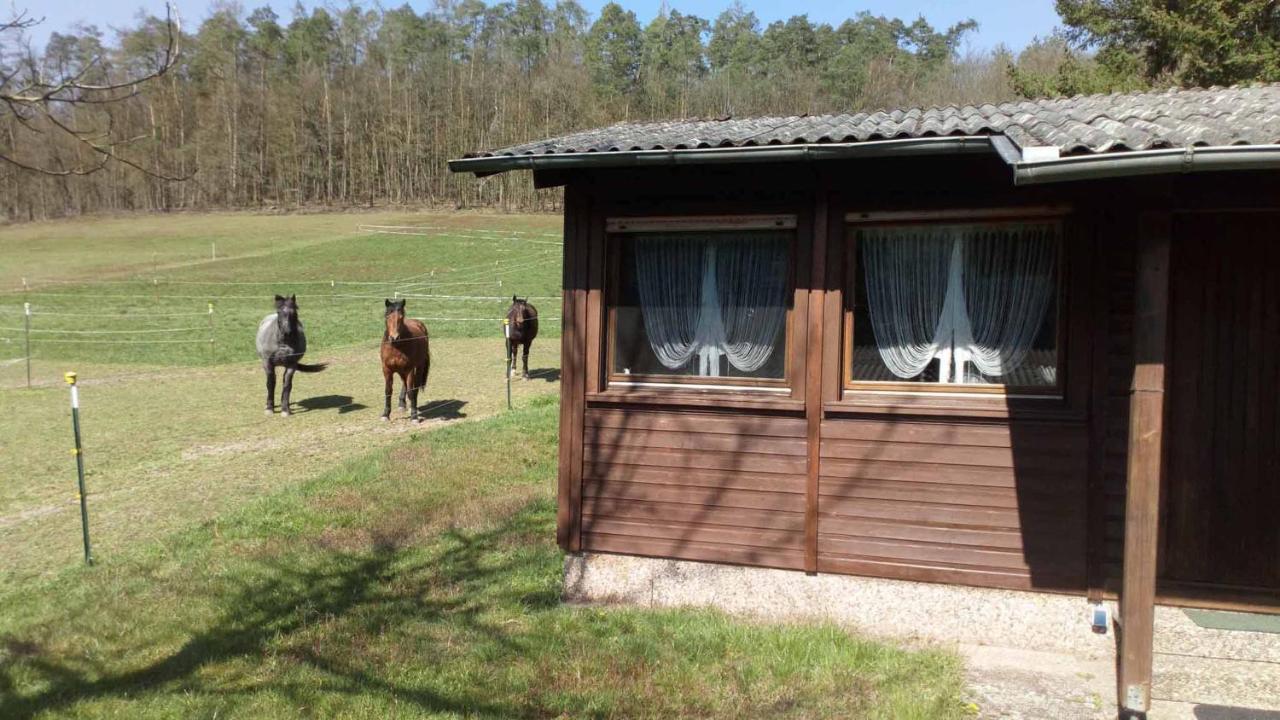 Appartamento Reitstation Rossmuehle Gräfendorf Esterno foto